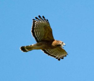 Red Shouldered Hawk