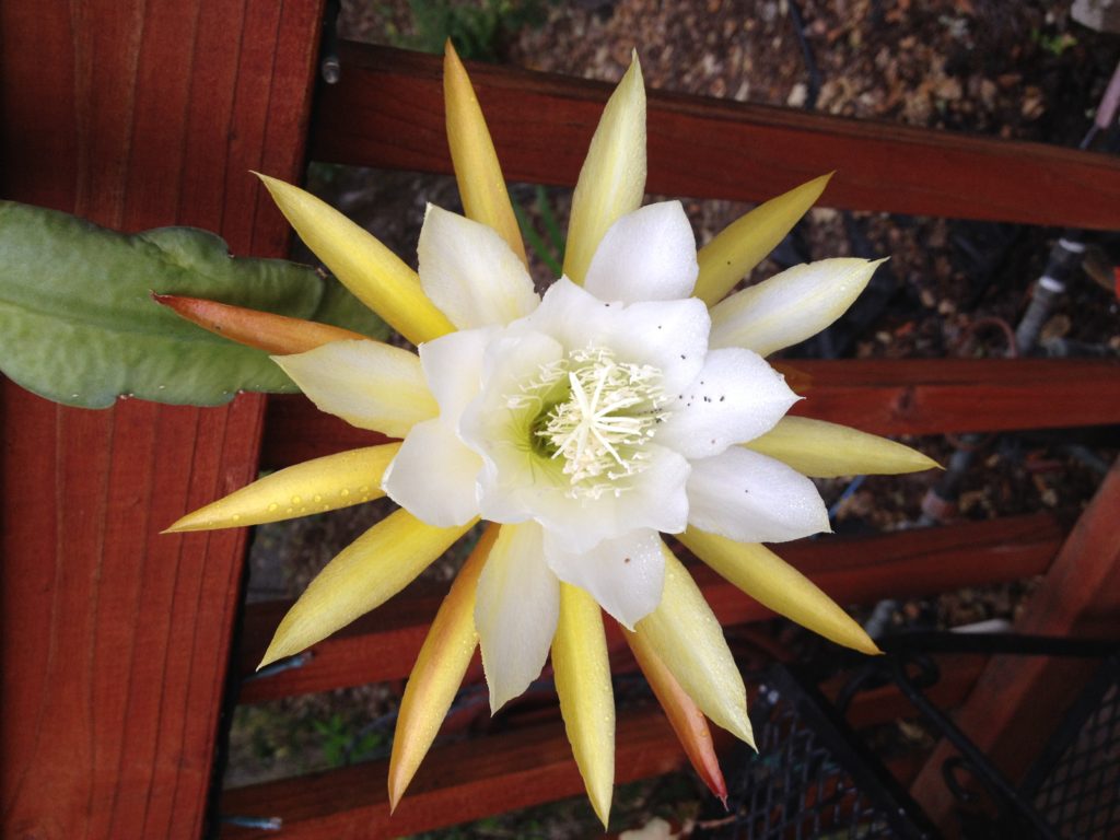 cactus flower