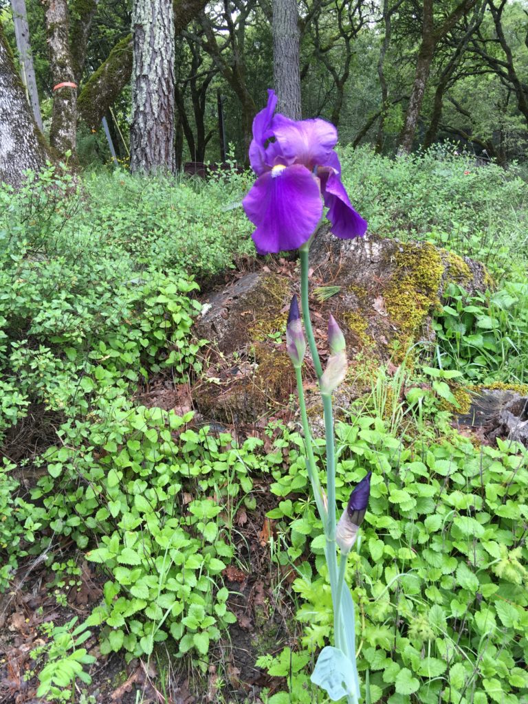 Giant Iris