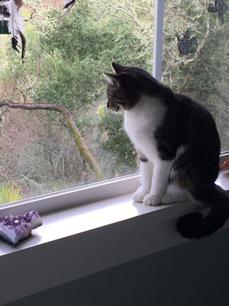 Topaz shows patience as she watches the birdies.