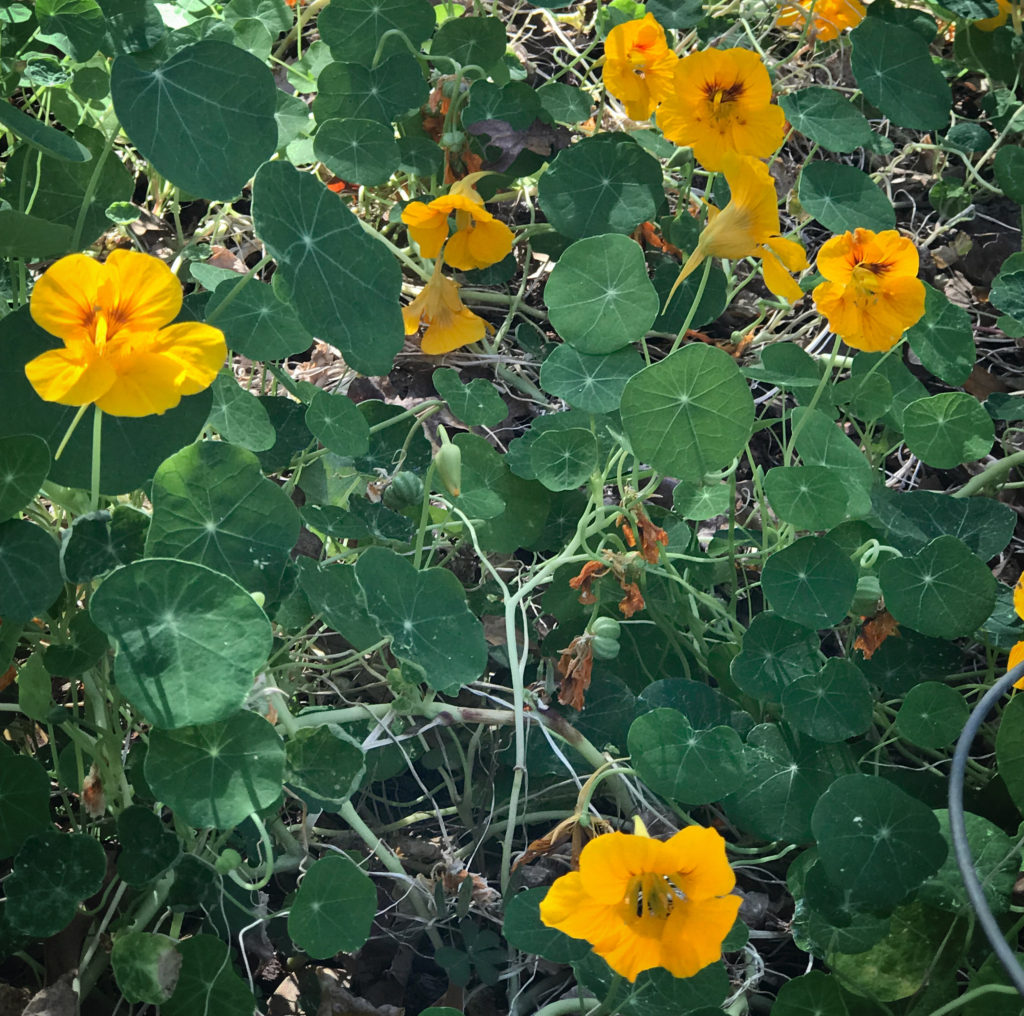 Nasturiums-Fall-2017