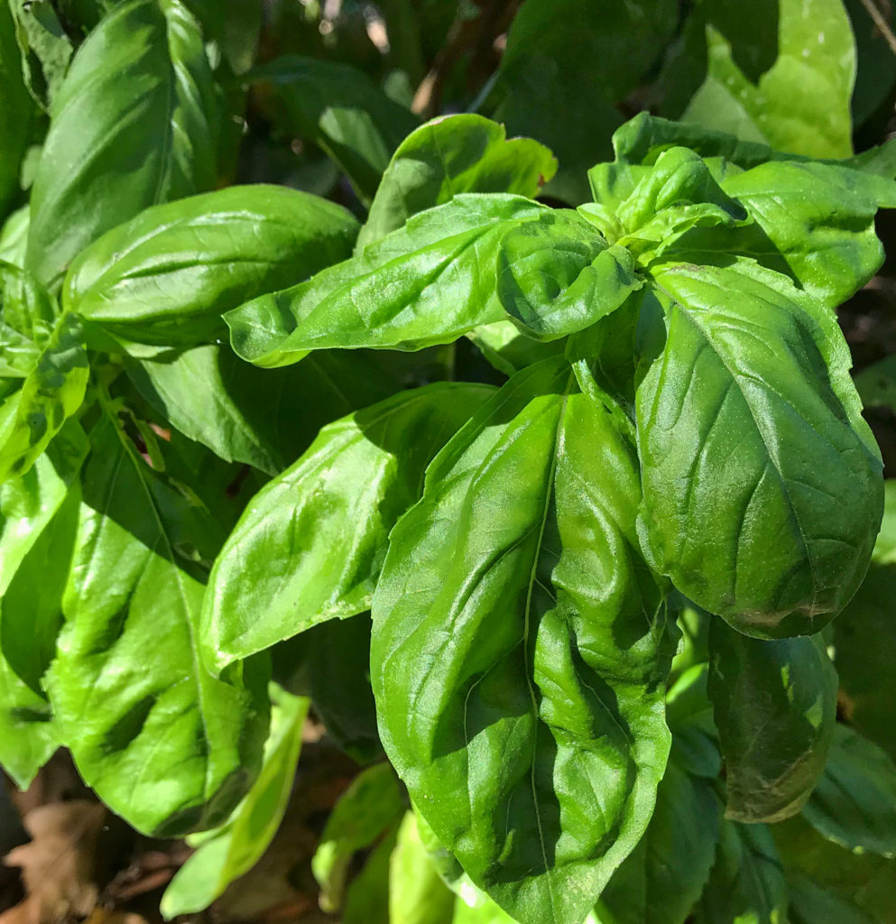 basil-Fall-2017