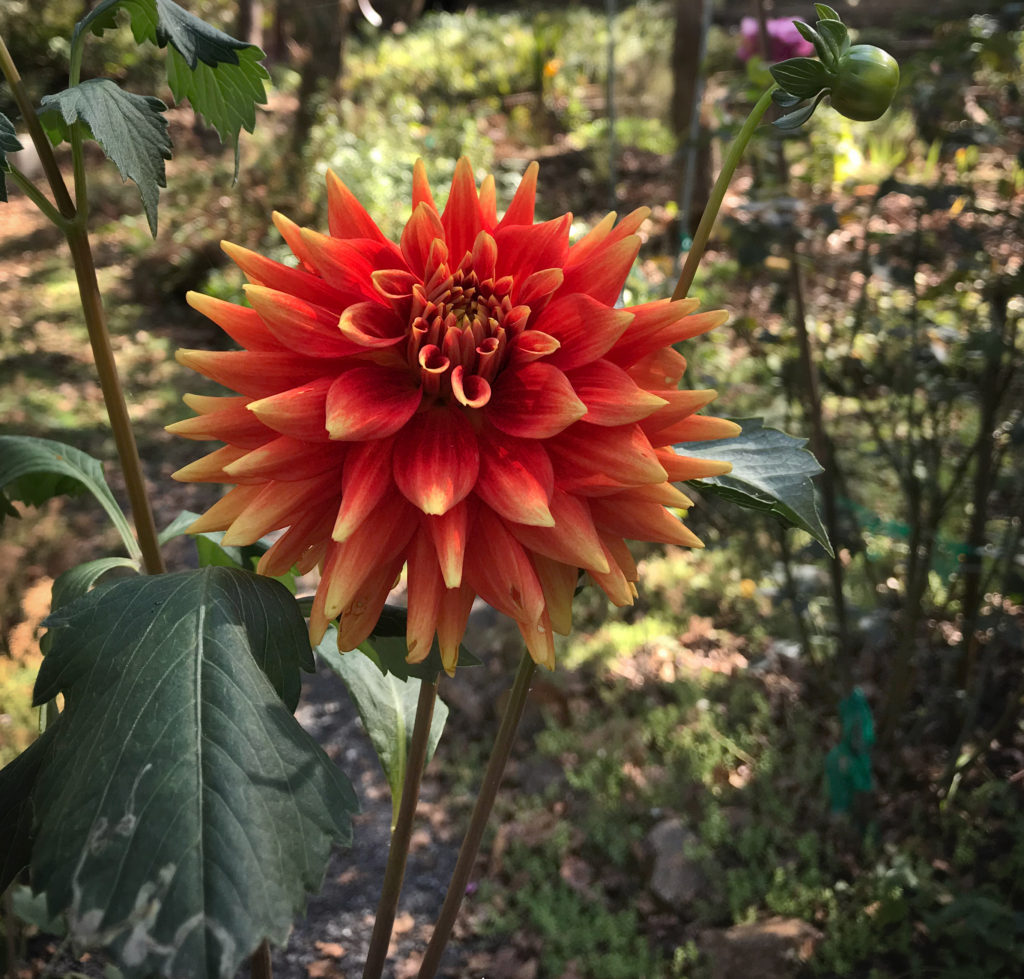 sunset-dahlia-Fall-2017