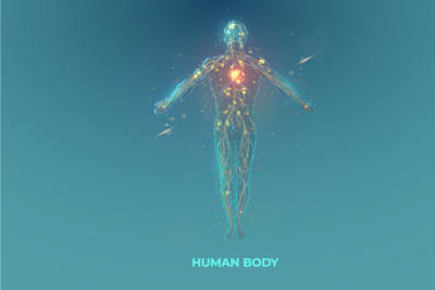 iStock-1276606296 Human Body V2_400 x 267 px