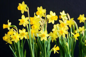 DAffodils